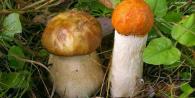 Methods for determining mushrooms from a photo